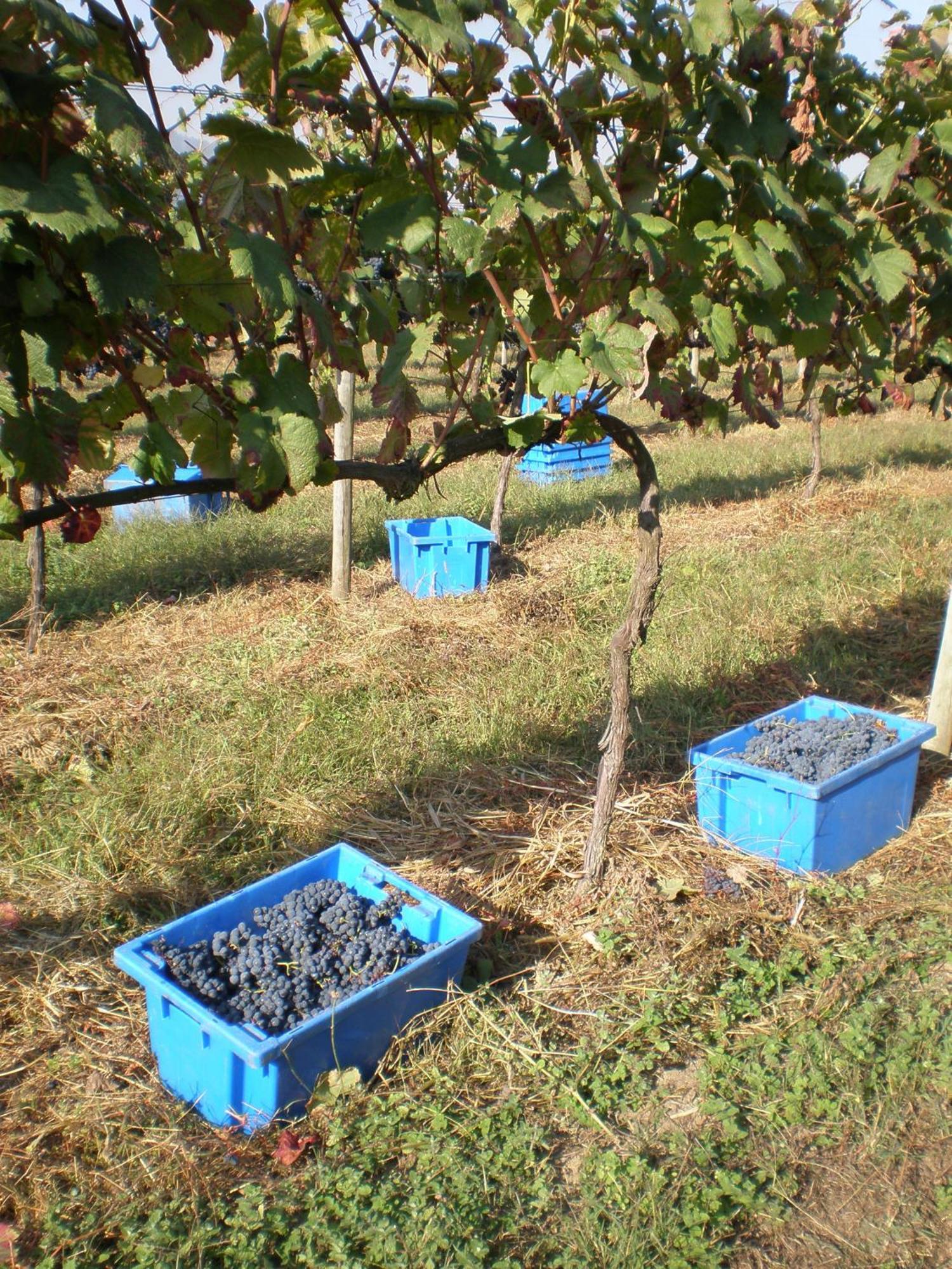 1720 Quinta Da Cancela - Winery & Farmhouse Guimaraes Bagian luar foto