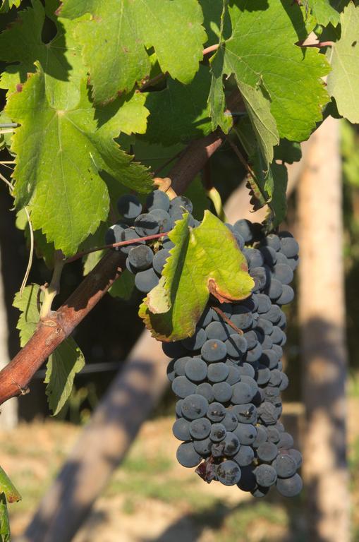 1720 Quinta Da Cancela - Winery & Farmhouse Guimaraes Bagian luar foto